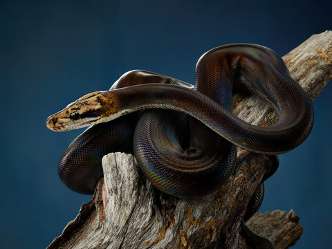 Reticulated Python (Python reticulatus) on blue background on a wooden branch. rainbow snake shimmers in different colors