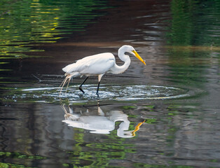  great egret ,Ardea alba,