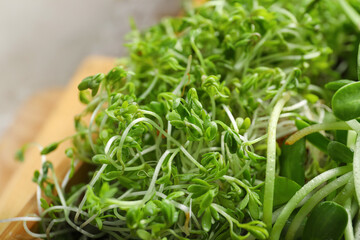 Different fresh micro green sprouts, closeup