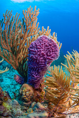 Caribbean coral garden