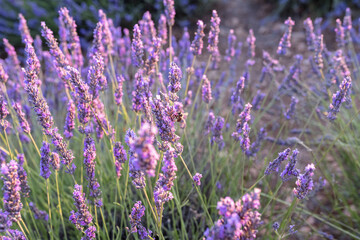 Fields of lavender at dusk before being harvested in the town of Brihuega.