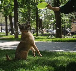 Man exercising while training funny shaggy brown dog in the park with frisbee plate, dog sport