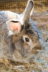 A closeup shot of a cute fluffy brown rabbit inside a cage