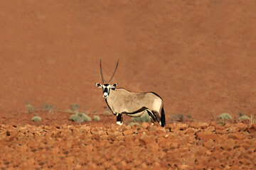 an oryx antelope standing in the stone desert of namibia
