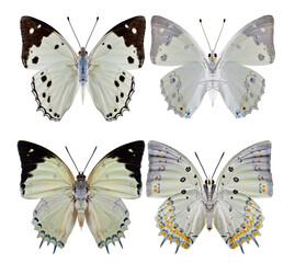 White Emperor (Helcyra hemina) and Jewelled Nawab (Polyura delphis) beautiful pale green butterfly