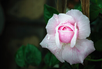 Beautiful Pink rose flower in the garden