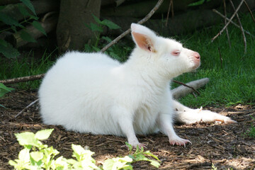 Small albino kangaroo outdoors on a sunny day