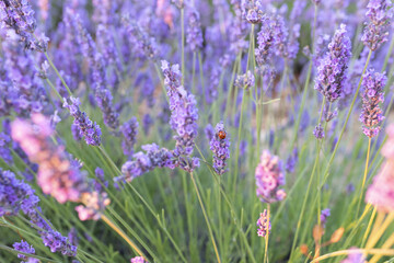 Obraz premium Fields of lavender at dusk before being harvested in the town of Brihuega.