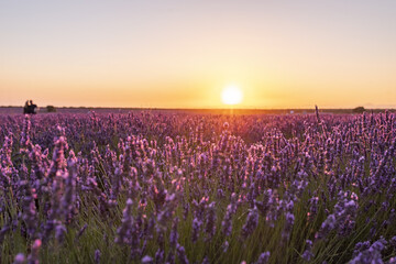 Fototapeta premium Fields of lavender at dusk before being harvested in the town of Brihuega.