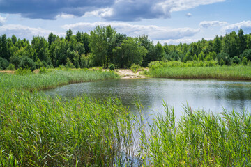 Forest clear lake with reeds under a blue cloudy sky.