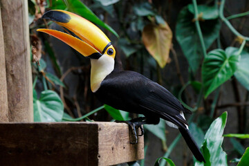 Toco toucan (Ramphastos toco), also known as the common toucan or giant toucan resting in a branch