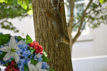 squirrel in a Tree