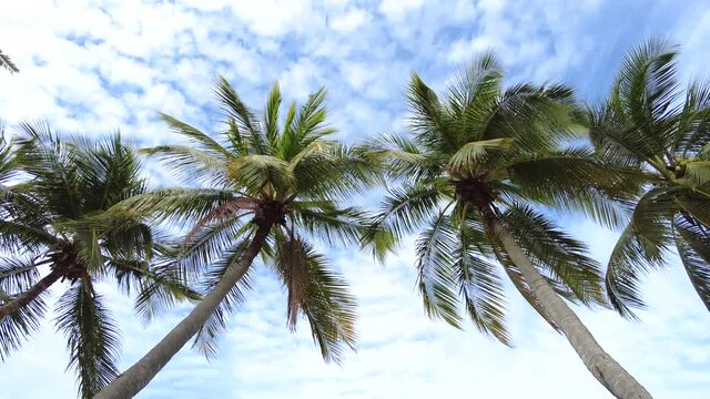 4k footage tropical Thailand beach atmosphere with look up perspective of  coconut palm tree line in motion from windy and cloudy blue sky in composition for use as a background video.