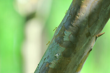 Stem part of guava plant, brown trunk with white patches