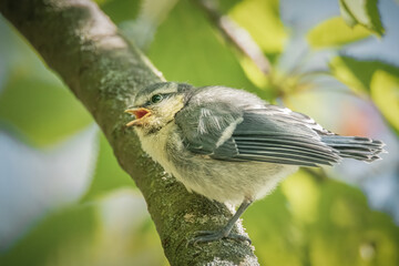 Junge Blaumeise im Baum