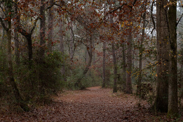A woodland on a misty autumn morning.