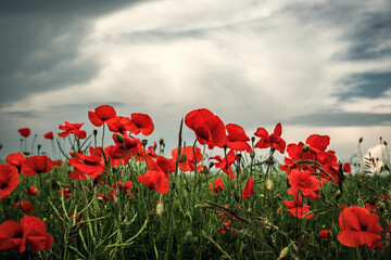 Obraz na płótnie Canvas Red poppies on a rapeseed field