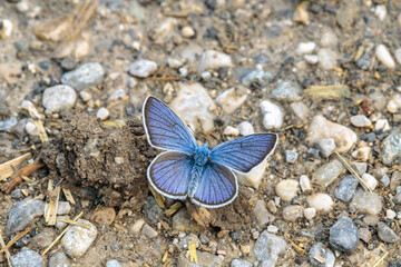 Plakat Mazarine blue butterlfy (Cyaniris semiargus) takes up water and minerals on a wet rural road. Dorsal view.