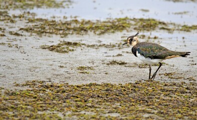 Lapwing camouflaged, at Blacktoft Sands, Goole, in the East Riding of Yorkshire, England. 