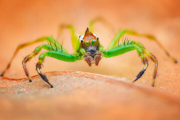 Close-up of a jumping spider on a leaf, Indonesia