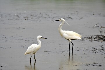Little and Large (Egrets) at Blacktoft Sands, Goole, in the East Riding of Yorkshire, England.