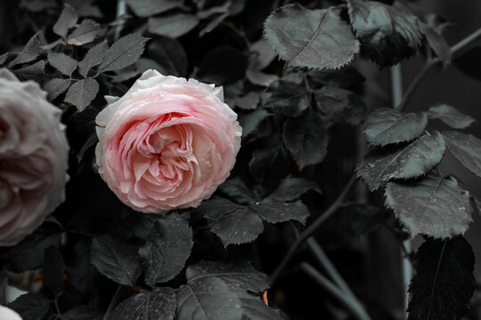 light pink Floribunda rose or pink antique roses  in a garden 
