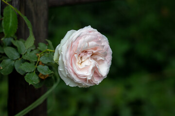light pink Floribunda rose or pink antique roses  in a garden 