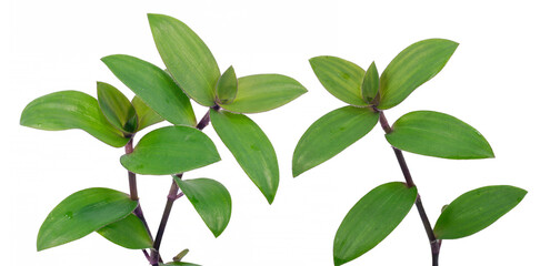 Small-leaf spiderwort or River spiderwort isolated on white background