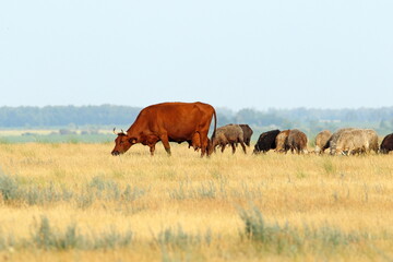 Livestock in the Kulunda steppe in southern Siberia in Russia