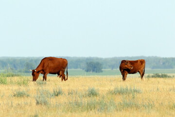 Fototapeta na wymiar Cows on a pasture in the Kulunda steppe in southern Siberia in Russia