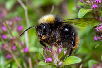 Bumblebee on a flower