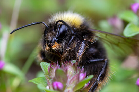 Bumblebee gathering pollem on a flower