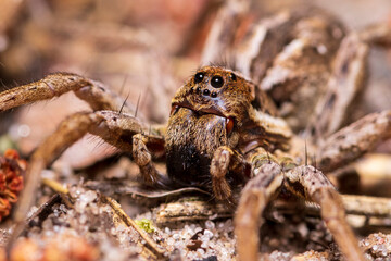Portrait of a spider