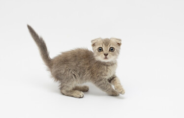 The scared kitten on a white background