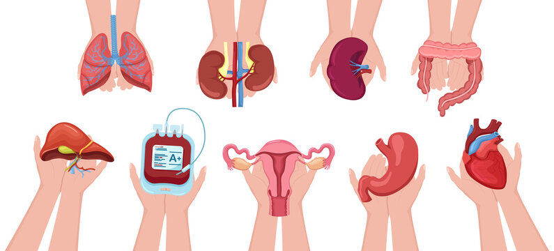 Set human hands holding donation organs and blood for transplantation. Charity, volunteer
