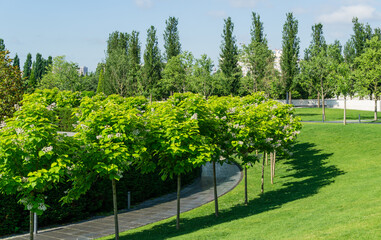 Landscape with blooming Catalpa bignonioides trees (southern catalpa, cigar tree or Indian bean tree) on green lawn. Public landscape 'Krasnodar' or 'Galitsky park' .