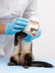 a veterinarian examines a pet ferret to a veterinary clinic
