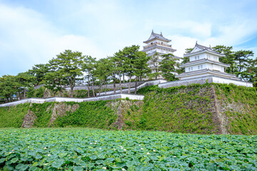 夏の島原城と蓮　長崎県島原市　Shimabara castle in 
summer and lotus Nagasaki-ken...