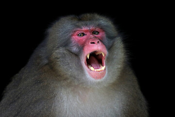Portrait of a Japanese macaque monkey snarling, Indonesia