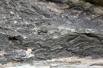tree forest closeup