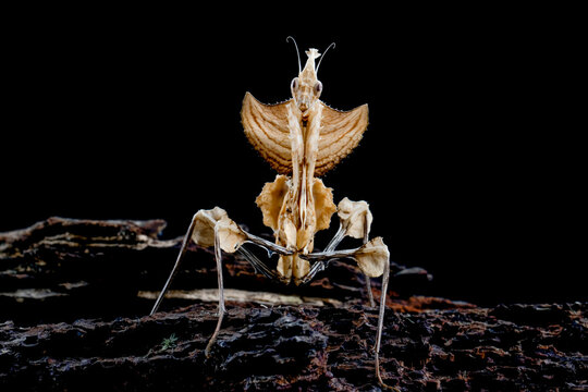 Close-Up of a Devils Flower Mantis, Indonesia