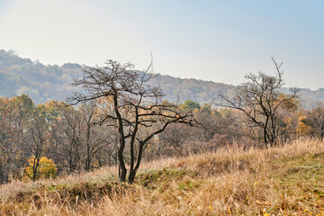 Autumn forest with sunlight. Beautiful fall background.