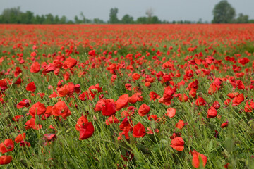 Poppies on the meadow. Summer landscape with red poppy flowers in Hungary.