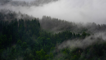 Black forest background banner - Moody forest landscape panorama with fog mist and fresh green fir trees in the foggy morning dawn