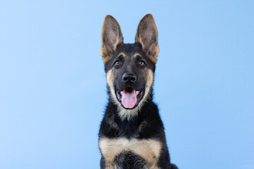 German shepherd dog on blue background