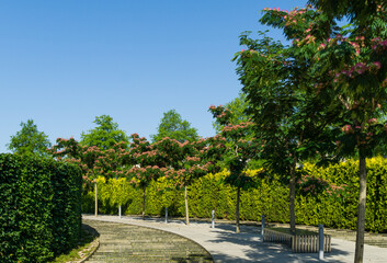 Pink flowers of Persian silk tree (Albizia julibrissin or Japanese acacia) blossom among cascading artificial 'Swift river' with evergreen hedge. City public landscaped park Krasnodar or 'Galitsky'