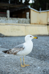 seagull on the beach