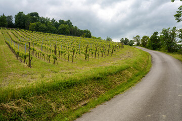 Fototapeta premium Vineyards in Oltrepo Pavese, italy, at springtime