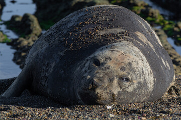 lobo marino acostado mirando a camara