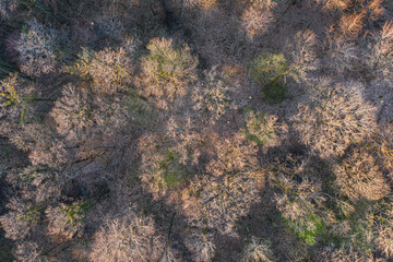 Top view of deciduous tree forest in the beginning of spring